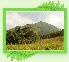 Chembra Peak - Hill Stations in Kerala