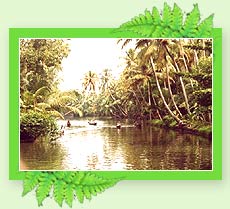 Kumarakom Backwaters - Kerala 