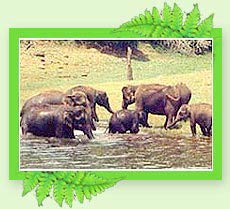 Idukki Wildlife Sanctuary - Kerala