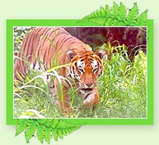 Periyar Tiger Reserve - Kerala
