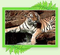 Tiger - Wildlife Tours 
