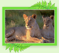 Periyar Wildlife Sanctury - Periyar